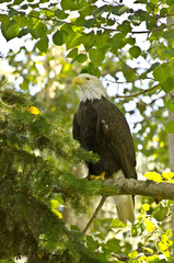 Eagle in a tree