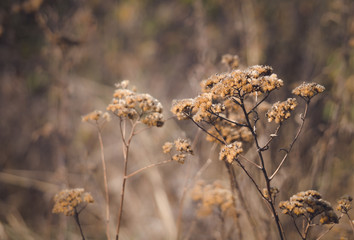 Осенний полевой цветок. Соцветия тысячелистника