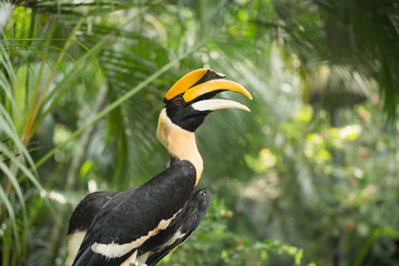 Great hornbill bird holding