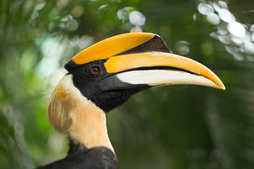 Great hornbill bird holding