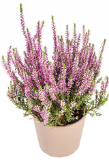 Flowers  of pink Calluna vulgaris in pot on white background