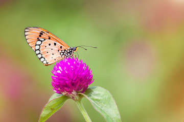 Butterfly with natural flowers
