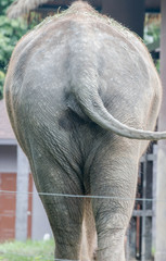 big ass of elephant