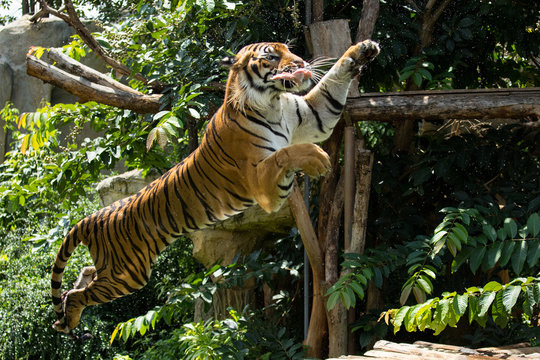 Fototapeta Tiger jump to eat chicken meat