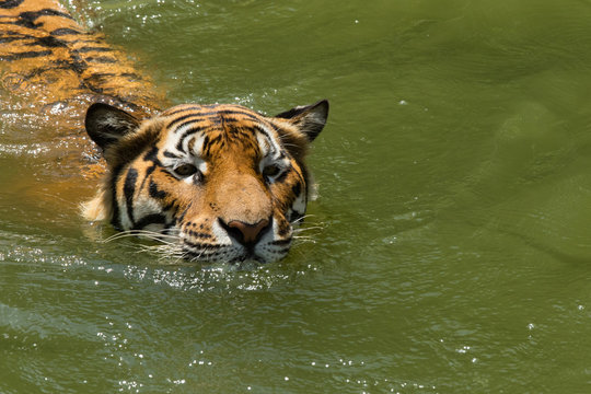 Animal Tiger bengal face swimming