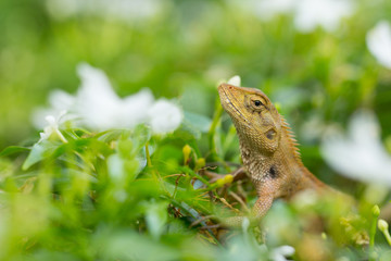 Green nature lizard