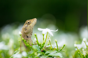 Green nature lizard