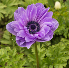 Anemone pink purple