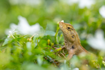 Green nature lizard