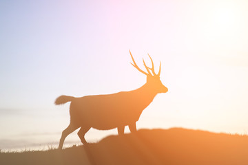 Sambar Moving Silhouette