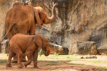Africa elephant
