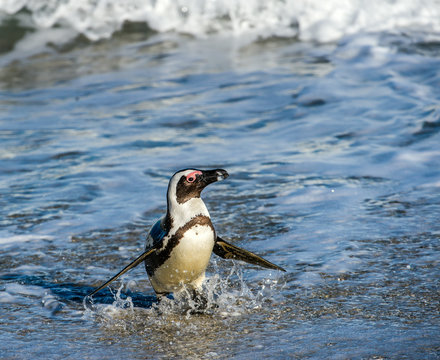 African penguin walk out of the ocean in the foam of the surf. African penguin ( Spheniscus demersus) also known as the jackass penguin and black-footed penguin. Boulders colony.  South Africa