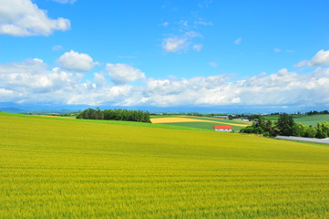 Obraz premium Landscapes of Countryside in Hokkaido, Japan