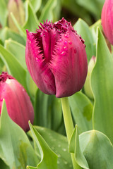 Tulip deep pink on green background