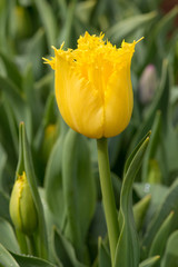 Tulup yellow on green background