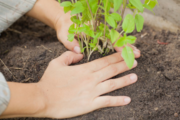 two hands holding and caring a young green plant / planting tree