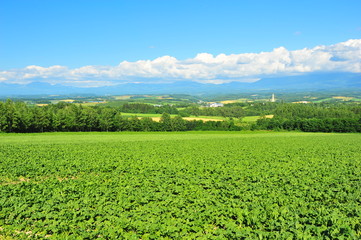 Cultivated Lands at Countryside of Hokkaido, Japan