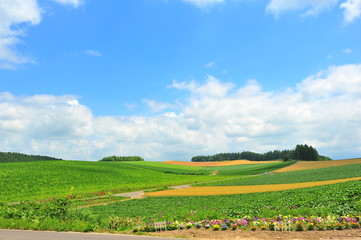 Fototapeta na wymiar Green Fields in Biei, Hokkaido, Japan