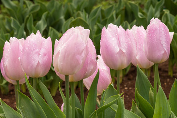 Pink tulips in a row