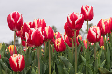 Tulips red and white