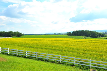 Green Fields in Biei, Hokkaido, Japan