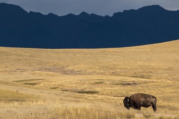 The last bison