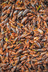 Fried crickets with background