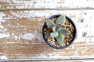 small plant cactus in a pot