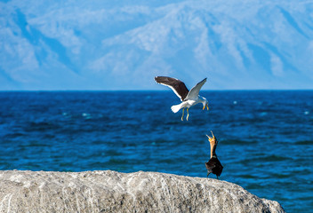 Conflict of a Kelp gulls (Larus dominicanus) and cormorant Cape Cormorants ( phalacrocorax capensis...