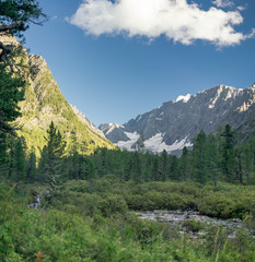 Fototapeta na wymiar Mountain river in the Altai, Russia