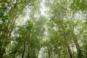 Green forest in bright summer day