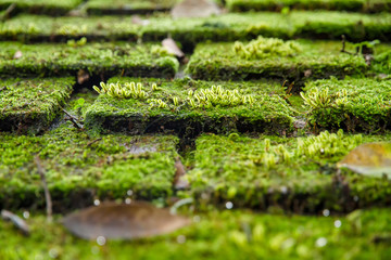 Old Roof Tiles Covered In Green Moss