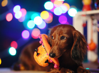 ハロウィンを楽しむダックスフンド