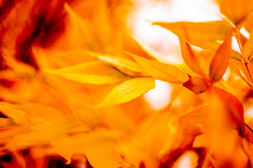 Fototapeta na wymiar Autumn yellowed foliage.