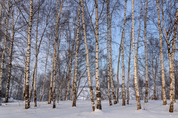 trunks birch grove snow