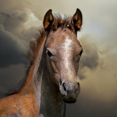Arabian foal and stormy sky