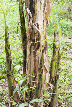 Young banana tree