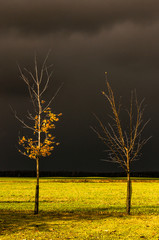 Maple trees in the yellow leaves on the background of stormy clouds (soft focus)