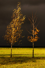 Birch and maple tree in the yellow leaves on the background of stormy clouds (soft focus)