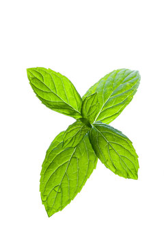 Mint leaves sprout isolated on white background