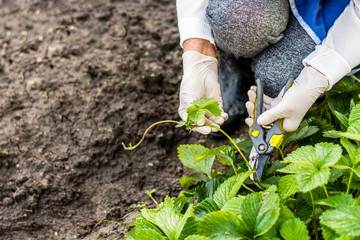
Woman cuts runners from the strawberry plant and prepares  for planting, agriculture and plant propagating concept 
