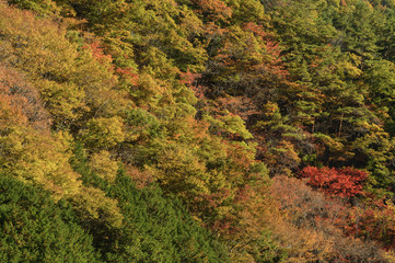 Obraz premium 紅葉した山 