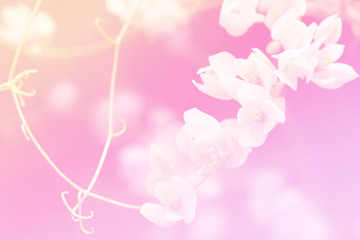 Beautiful flower make pastel filter for background