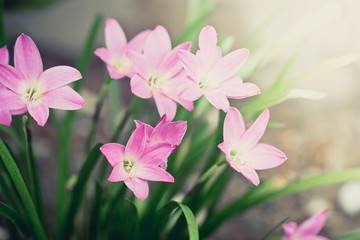 Beautiful rain lily flower. Zephyranthes Lily ,Fairy Lily, Littl