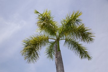 Fototapeta na wymiar Areca palm tree in nature garden