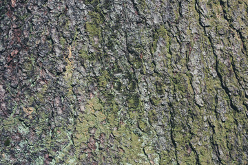 Tree bark closeup texture.