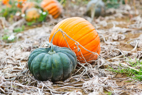 Pumpkin field  with different sorts of pumpkins