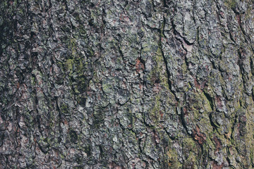 Tree bark closeup texture.