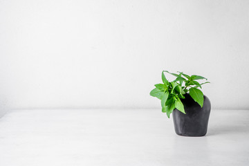 Sweet Basil Leaf in vase (Ocimum basilicum Linn)
