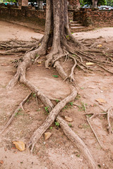 Big trunk and roots of old tree in temple thailand.